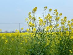 -上海佘山国家森林公园天马山园