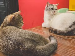 -猫色咖啡·猫咖