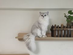 -lincat·猫舍(广州店)