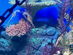 -上海海洋水族馆