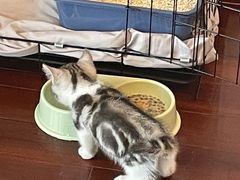 -欣宠猫屋·矮脚拿破仑·蓝金金渐层