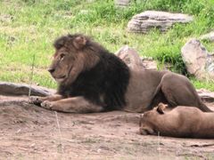 -北京野生动物园