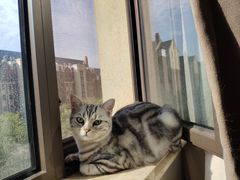 -美联众合宠物医院·爱萌分院·内外科·猫科中心