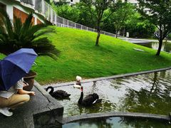 -杭州观成实验学校