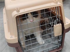 -爱佳宠物中心医院24H·CT·骨外科·猫专科(瑶海万达店)