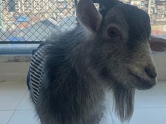 -怪兽屋·羊驼·猫咖·狗咖(俊华广场店)