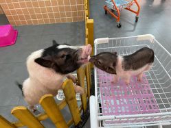 -Moni星球萌宠·小马宝莉·灵蛇·高端高阶全萌宠互动体验俱乐部(红豆国际广场店)