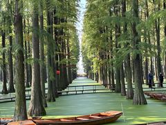 -渌洋湖湿地公园