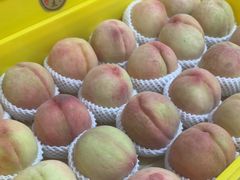 -老袁家蜜桃农场·阳山水蜜桃