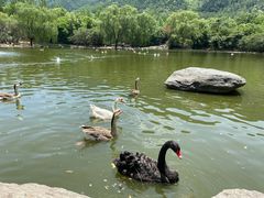 -西安秦岭野生动物园