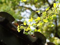 -惠山国家森林公园