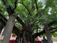 -浮来山风景区