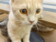 -楼上猫咖(罗湖店)