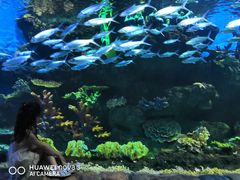 -华夏文旅海洋公园