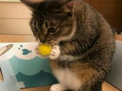 -顺徕德·仙庙烧鸡(桂庙路店)