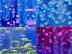 -海合安成都极地海洋公园