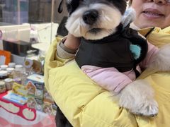 -FAELING PETS美天灵宠物(富力广场店)