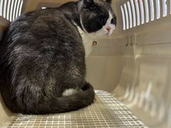 -四月宠物医院·猫专科·心脏专科·内科(转塘店)
