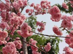 -天适樱花悠乐园