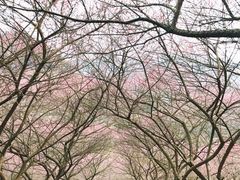 -新建村梅花
