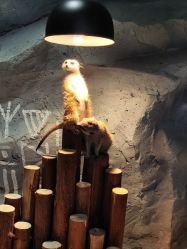 -Zoolung Zoolung动物主题公园(海信广场店)