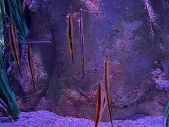 -暹罗海洋世界