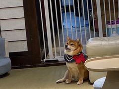 -逗柴咖啡屋·狗咖猫咖宠物桌游