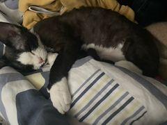 -乖乖宠物医院·猫科·骨科·24小时(云岗分院)