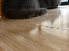 -Meowの猫咖(万家丽店)