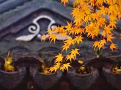 -秋霞圃