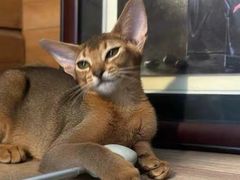 -猫十亿·布偶金渐层·曼基康矮脚猫舍(青年路店)