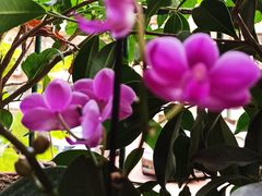 -中环花鸟鱼虫市场