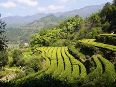 -杨家堂村