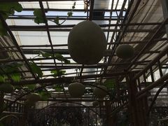 -上海都市菜园