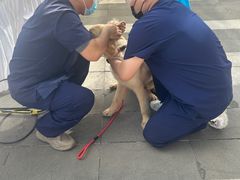 -爱侣宠医·鹦鹉专科·小型哺乳类·异宠专科(灵石路店)