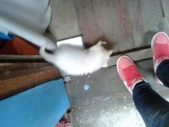 可爱的猫咪-万达影城(锦华万达广场IMAX店)