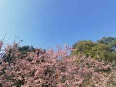 -南山植物园