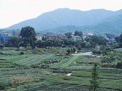 -龙坞茶村
