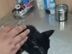 -米苏动物医院·犬猫专科·骨科外科内窥镜