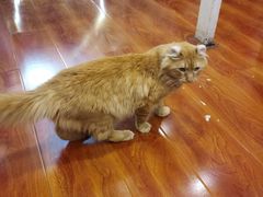 -猫小院猫主题咖啡厅(北锣店)