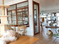 -猫小主咖啡·猫咖cat cafe(福田店)