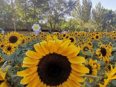 -长白岛森林公园