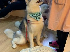 -Husky Go! 哈士奇体验馆·宠物咖啡厅狗咖