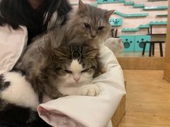 -萌喵咖啡屋(人民东路4号口M16商铺店)