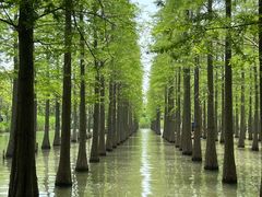 -泗洪洪泽湖湿地景区