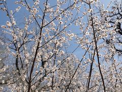 -桃花堤公园