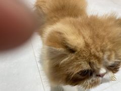 -Heymao猫咖.咖啡厅(东门店)