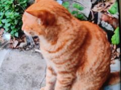 -桂园餐厅(武汉大学店)