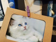 -吉丁鸟咖·异宠·寄养