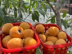 -桃源山庄·水蜜桃采摘·柴火鸡·烧烤团建(龙泉山店)